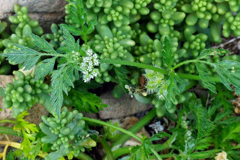 Anthriscus caucalis - no, Torilis nodosa